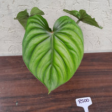 Load image into Gallery viewer, #R500 Philodendron Plowmanii - Round Form