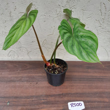 Load image into Gallery viewer, #R500 Philodendron Plowmanii - Round Form