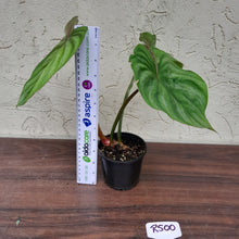 Load image into Gallery viewer, #R500 Philodendron Plowmanii - Round Form