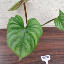 Load image into Gallery viewer, #R500 Philodendron Plowmanii - Round Form