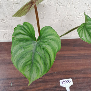 #R500 Philodendron Plowmanii - Round Form