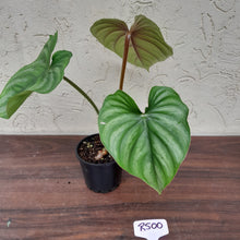 Load image into Gallery viewer, #R500 Philodendron Plowmanii - Round Form