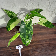 Load image into Gallery viewer, #H31 Variegated Philodendron Burle Marx