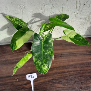 #H31 Variegated Philodendron Burle Marx