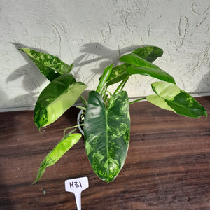 #H31 Variegated Philodendron Burle Marx