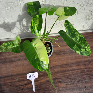 #H31 Variegated Philodendron Burle Marx