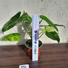 Load image into Gallery viewer, #H31 Variegated Philodendron Burle Marx