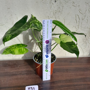 #H31 Variegated Philodendron Burle Marx