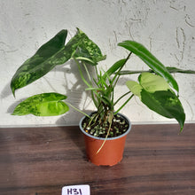 Load image into Gallery viewer, #H31 Variegated Philodendron Burle Marx