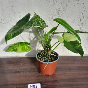 #H31 Variegated Philodendron Burle Marx