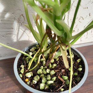 #H31 Variegated Philodendron Burle Marx