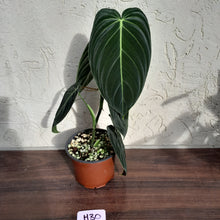 Load image into Gallery viewer, #H30 Philodendron Melanochrysum