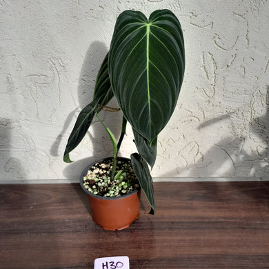 #H30 Philodendron Melanochrysum