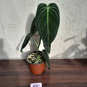 #H30 Philodendron Melanochrysum