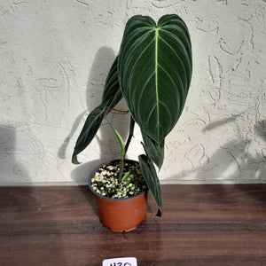 #H30 Philodendron Melanochrysum