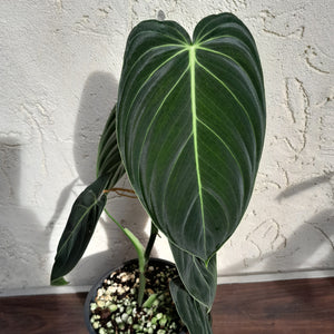 #H30 Philodendron Melanochrysum