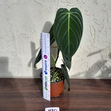 Load image into Gallery viewer, #H30 Philodendron Melanochrysum