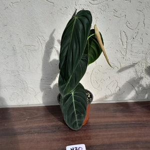 #H30 Philodendron Melanochrysum