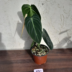 #H30 Philodendron Melanochrysum