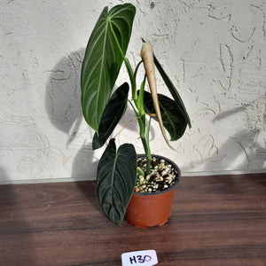 #H30 Philodendron Melanochrysum