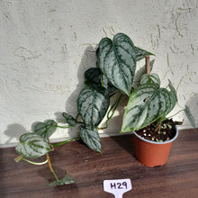 Load image into Gallery viewer, #H29 Philodendron Brandtianum
