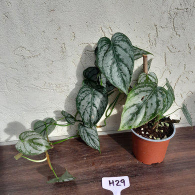 #H29 Philodendron Brandtianum