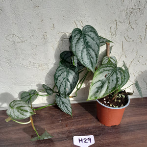 #H29 Philodendron Brandtianum