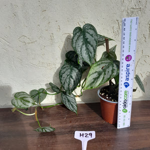 #H29 Philodendron Brandtianum