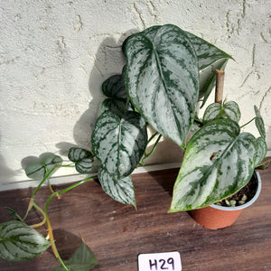 #H29 Philodendron Brandtianum