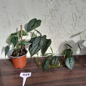 #H29 Philodendron Brandtianum