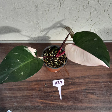 #H27 Philodendron Pink Princess