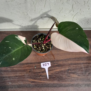 #H27 Philodendron Pink Princess