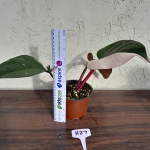 #H27 Philodendron Pink Princess