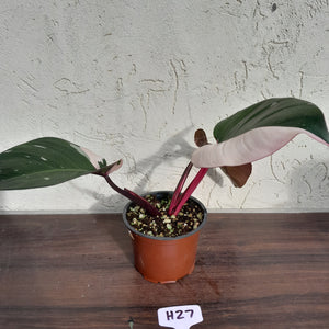 #H27 Philodendron Pink Princess