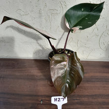 Load image into Gallery viewer, #H27 Philodendron Pink Princess