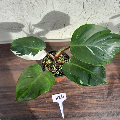 #H24 Philodendron White Knight