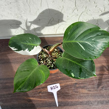 Load image into Gallery viewer, #H24 Philodendron White Knight