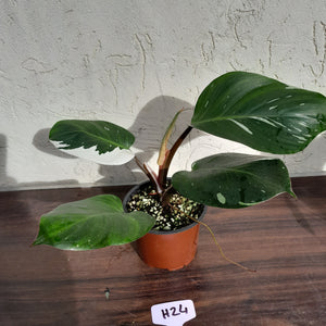 #H24 Philodendron White Knight