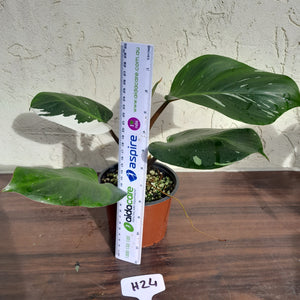 #H24 Philodendron White Knight