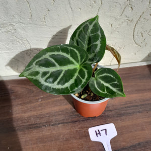 #H7 Anthurium Crystallinum (Pure)