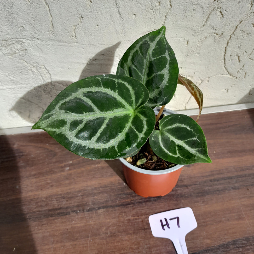 #H7 Anthurium Crystallinum (Pure)