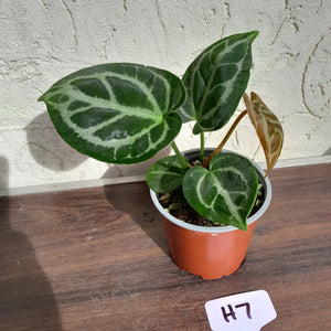 #H7 Anthurium Crystallinum (Pure)