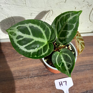 #H7 Anthurium Crystallinum (Pure)