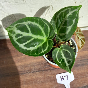 #H7 Anthurium Crystallinum (Pure)