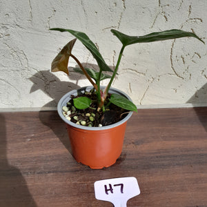 #H7 Anthurium Crystallinum (Pure)