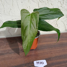 Load image into Gallery viewer, #H10 Anthurium Truncicola x &#39;Dark Night&#39;