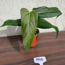 Load image into Gallery viewer, #H10 Anthurium Truncicola x &#39;Dark Night&#39;