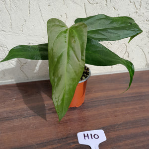 #H10 Anthurium Truncicola x 'Dark Night'