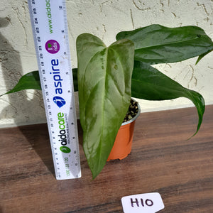 #H10 Anthurium Truncicola x 'Dark Night'