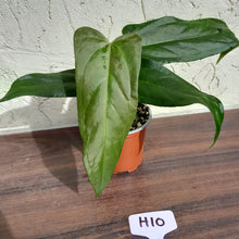 Load image into Gallery viewer, #H10 Anthurium Truncicola x &#39;Dark Night&#39;